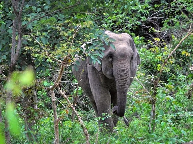Un éléphant sauvage partiellement caché par une végétation verte luxuriante dans le parc national de Kui Buri.