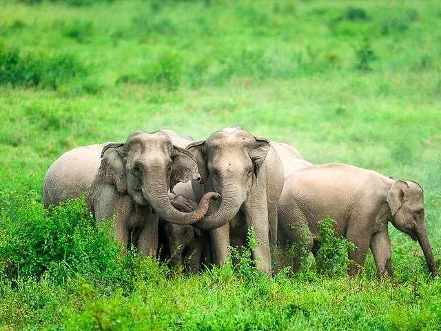Un groupe soudé d’éléphants sauvages interagissant en douceur dans un champ herbeux.
