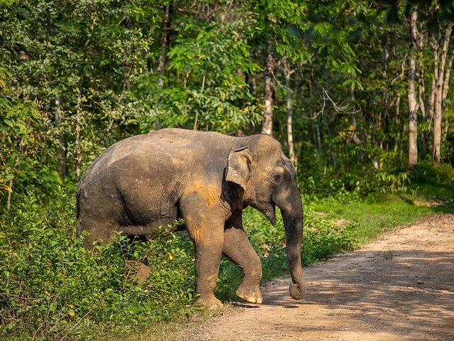 Un éléphant sauvage traversant un chemin de terre près de la lisière d'une forêt.