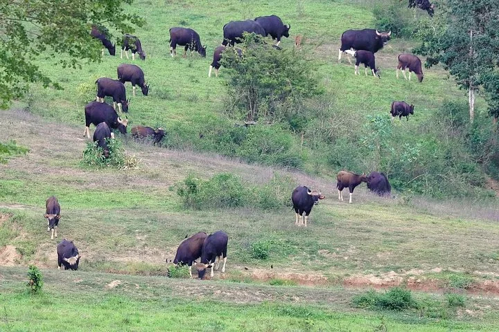 Un grand troupeau de gaurs dispersé sur une colline verdoyante aux pentes douces.