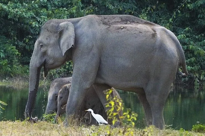 Un éléphant adulte et son petit près de l'eau, avec une aigrette blanche à proximité.