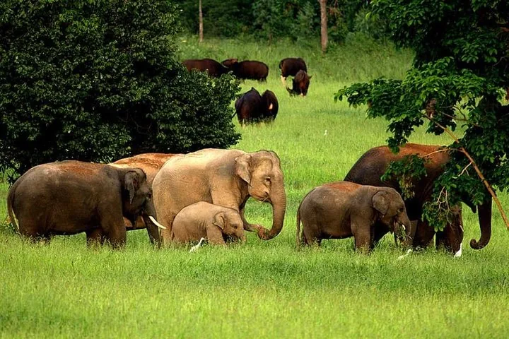 Éléphants et gaurs partageant une zone de pâturage dans le parc national de Kui Buri.