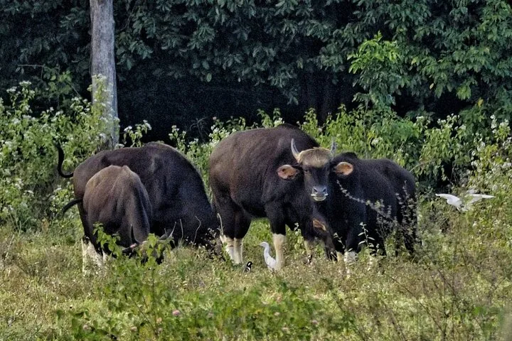 Plusieurs gaurs aux aguets dans un champ, accompagnés d’aigrettes blanches.