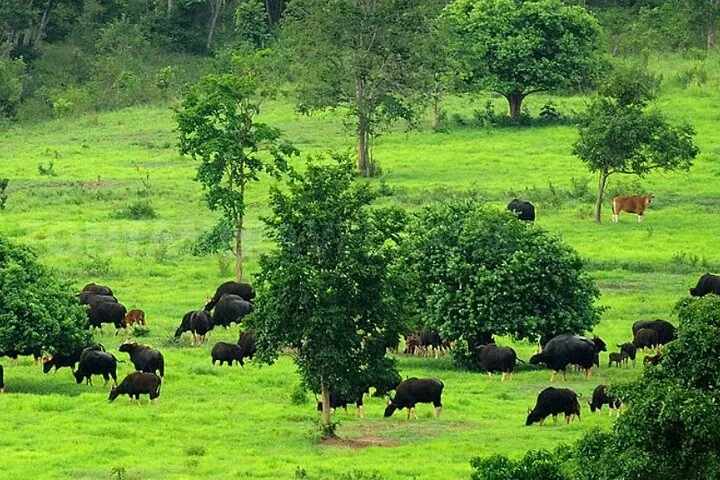 Un troupeau de gaurs broutant paisiblement dans un champ herbeux entouré d'arbres.