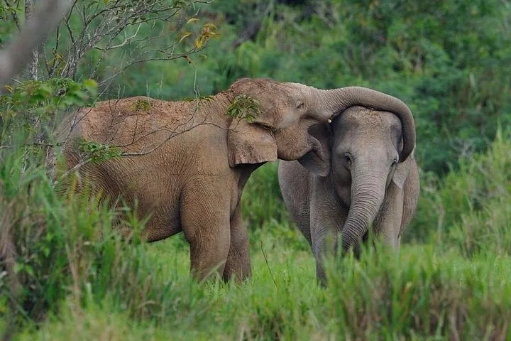 Two wild elephants affectionately interacting in the tall grass of the national park.