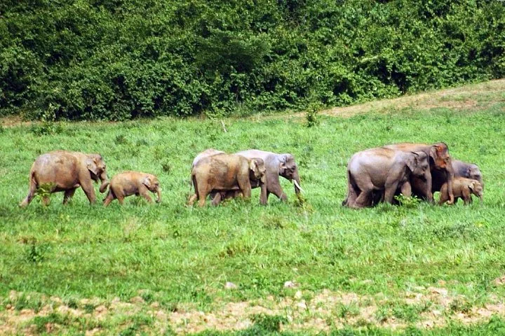 A family of wild elephants, including calves, walking across a green meadow.
